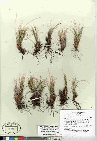 Carex myosuroides image