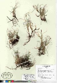 Carex rupestris image