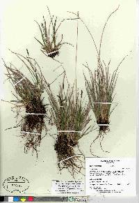 Carex scirpoidea image