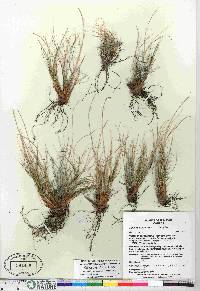 Carex myosuroides image