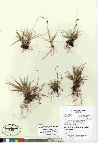 Carex capillaris image