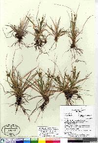 Carex krausei image