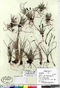 Carex scirpoidea image