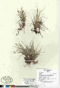 Carex rupestris image