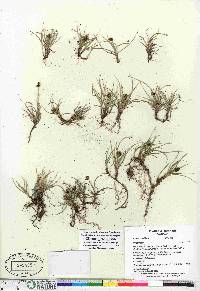 Carex maritima image