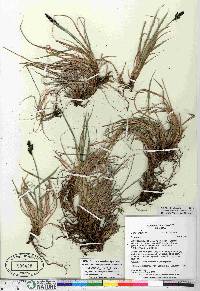 Carex bigelowii subsp. lugens image