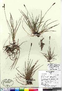 Carex scirpoidea image