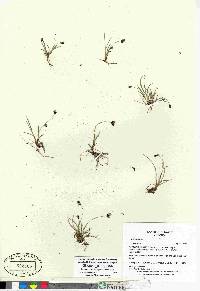 Carex bicolor image