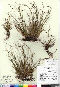 Carex krausei image