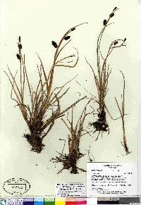 Carex saxatilis image