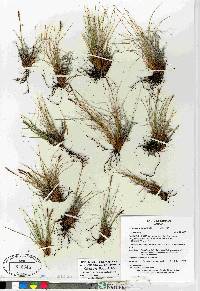 Carex myosuroides image