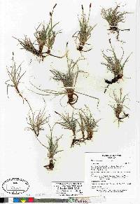 Carex rupestris image