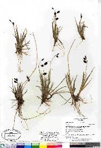 Carex atrofusca image