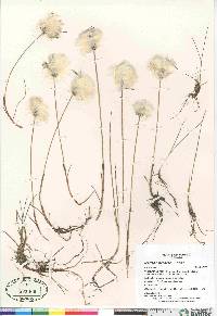 Eriophorum scheuchzeri image