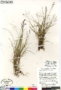 Poa arctica image