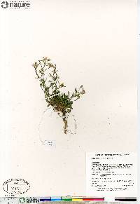 Braya humilis subsp. humilis image