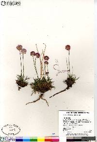 Armeria scabra image