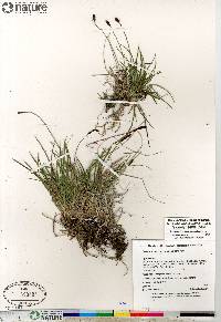 Carex scirpoidea image