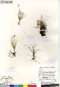 Carex rupestris image