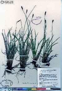 Carex scirpoidea subsp. scirpoidea image