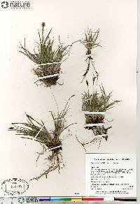 Carex scirpoidea image