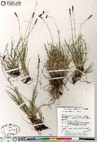 Carex scirpoidea subsp. scirpoidea image