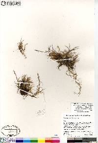 Puccinellia phryganodes image