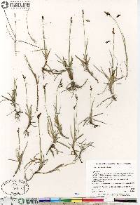 Carex rariflora image