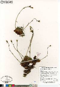 Saxifraga cespitosa image