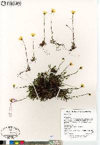 Saxifraga hirculus image