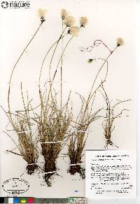 Eriophorum brachyantherum image