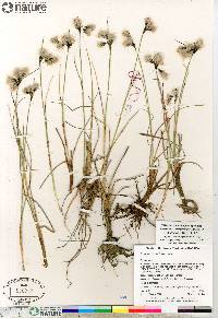 Eriophorum angustifolium image