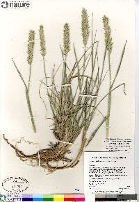 Leymus mollis subsp. villosissimus image