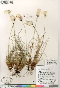 Eriophorum vaginatum image