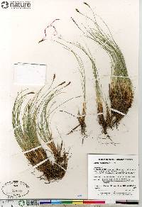 Carex myosuroides image