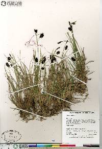 Carex saxatilis image