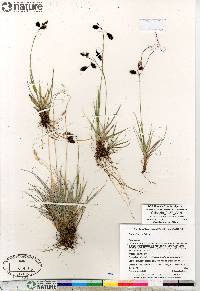 Carex atrofusca image