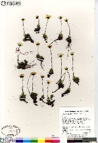 Hulteniella integrifolia image