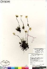 Hulteniella integrifolia image