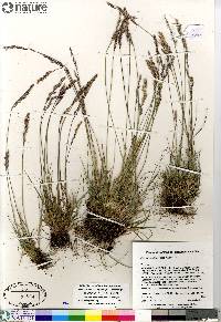 Poa hartzii image