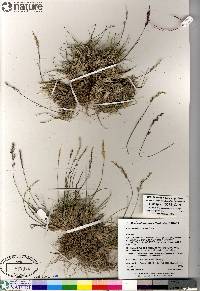 Poa hartzii image