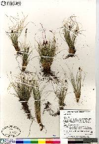 Carex nardina image