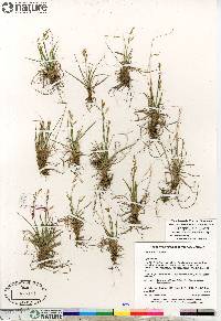 Carex krausei image