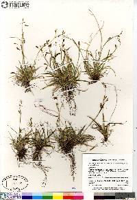 Carex capillaris image