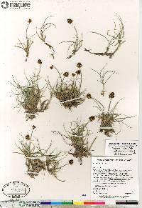 Carex maritima image