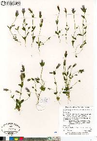 Gentianella propinqua subsp. propinqua image