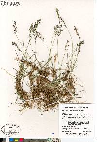 Poa pratensis subsp. alpigena image