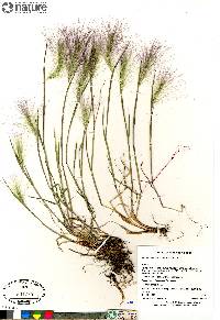 Hordeum jubatum subsp. jubatum image