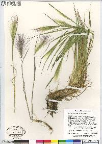 Hordeum jubatum subsp. jubatum image