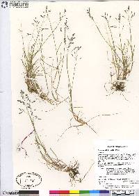 Poa arctica subsp. arctica image